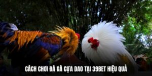 Cách Chơi Đá Gà Cựa Dao Tại 39BET Hiệu Quả