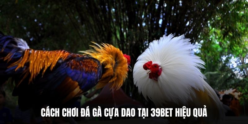 Cách Chơi Đá Gà Cựa Dao Tại 39BET Hiệu Quả