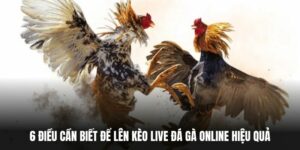 6 Điều Cần Biết Để Lên Kèo Live Đá Gà Online Hiệu Quả